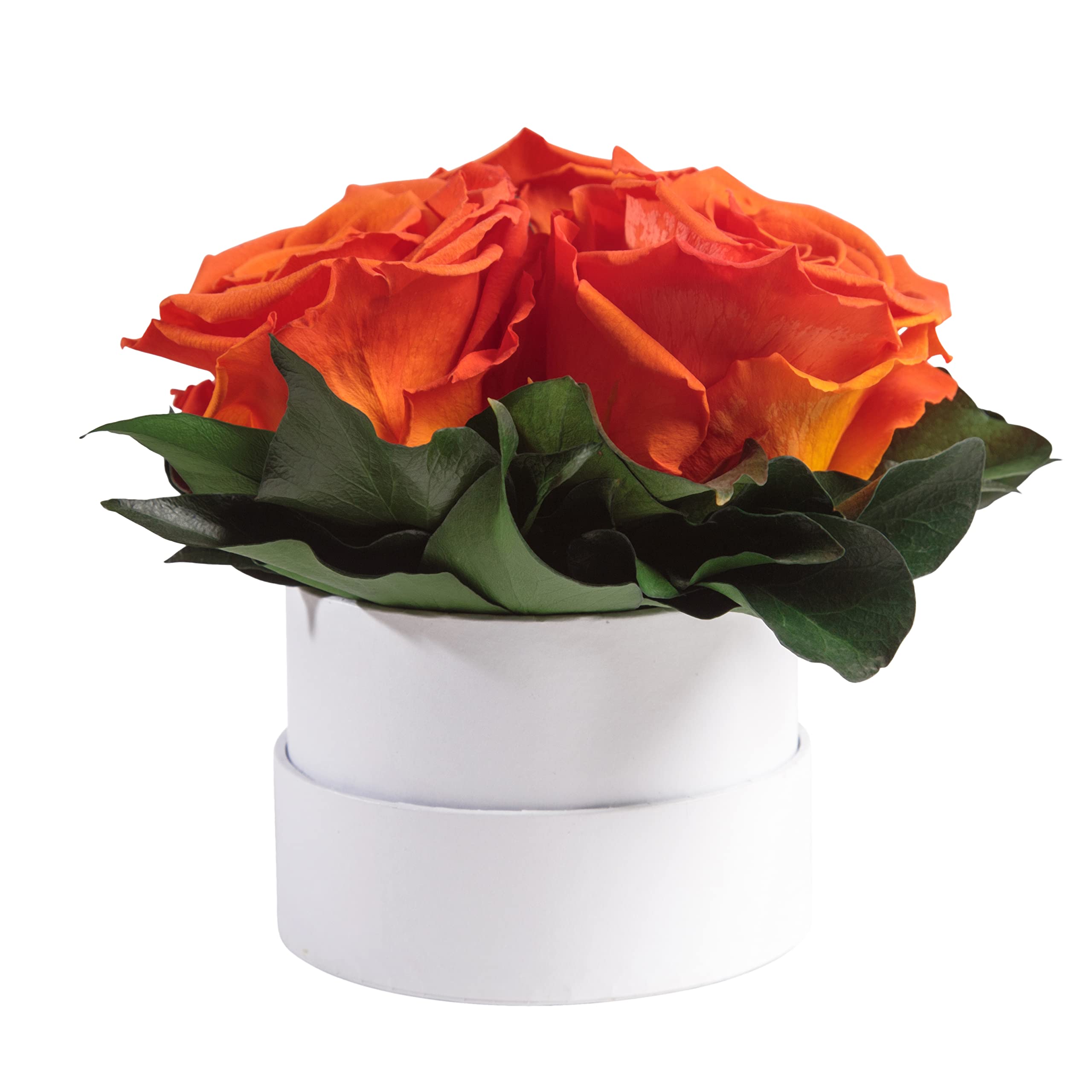 Infinity Rosenbox weiß rund konservierte Blumen Orange - 3 Infinity Rosen Durchmesser 15 cm - Lieblingsmensch Geschenk (Orange, Medium)