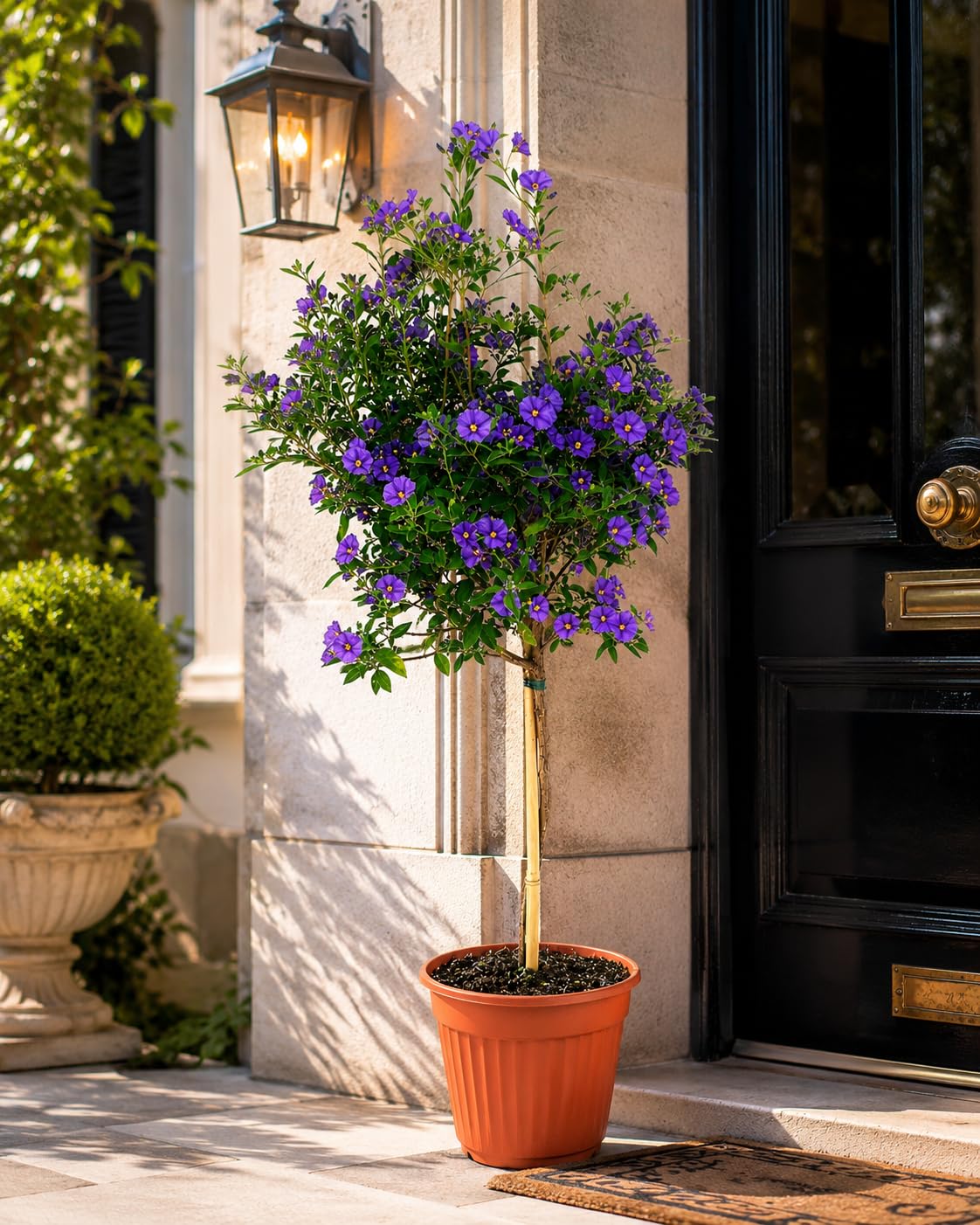 POWERS TO FLOWERS - SOLANUM RANTONETTI ALBERELLO XXL, vaso 19 ALTEZZA 75CM, pianta vera