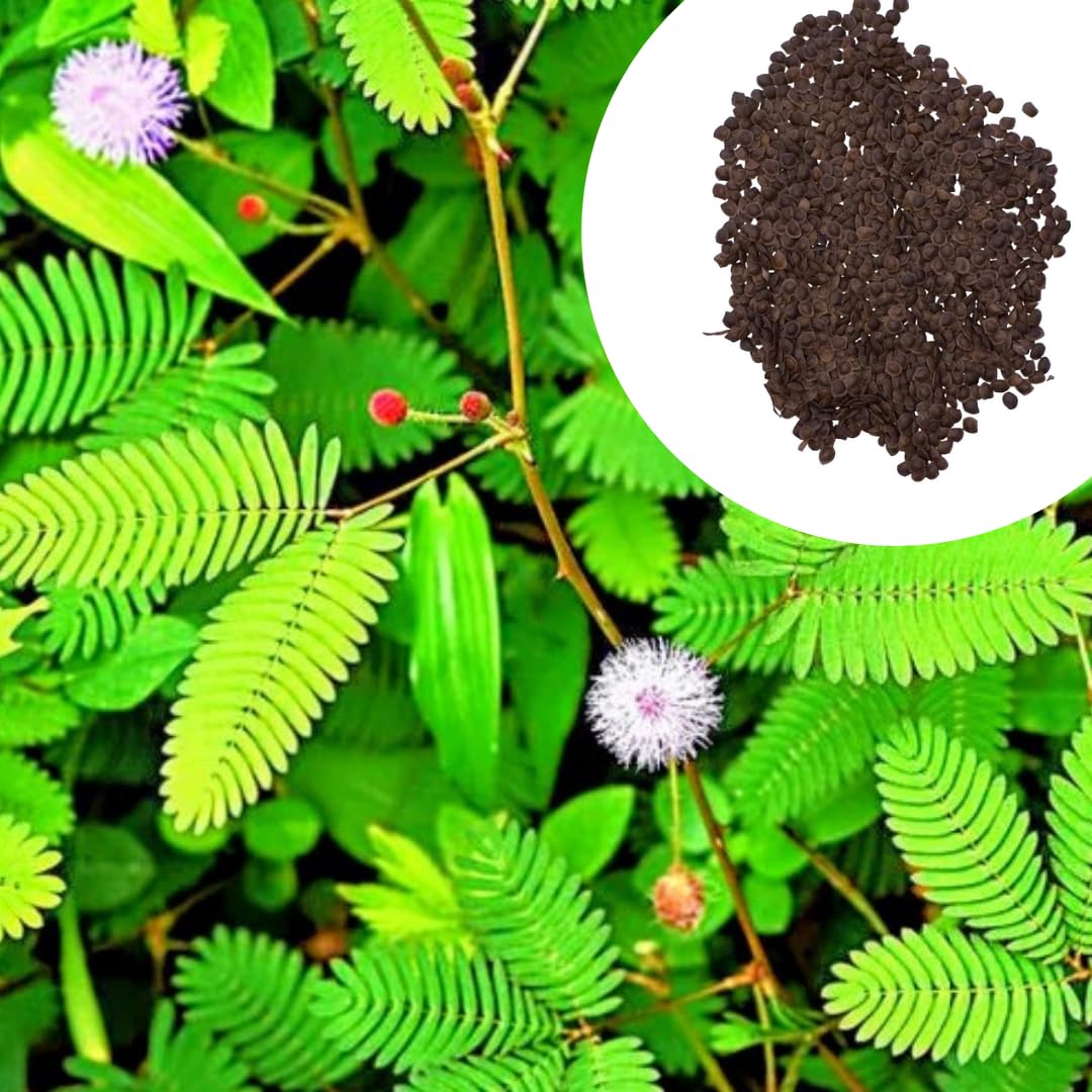 Lajwanti Seeds | Touch Me Not Plant Seeds | (Pack of 100 seeds) Sensitive Plant | Eatech Lajwanti Beej | Shy Sensitive Splendid for Gardening |Mimosa Pudica - Chui Mui Plant | Lajalu-image-8