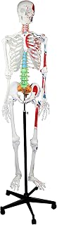 Walter Products B10200 Human Skeleton Model with Color-Coded Vertebrae, Muscles Colored and Labeled, Full Size 66" (168 cm)