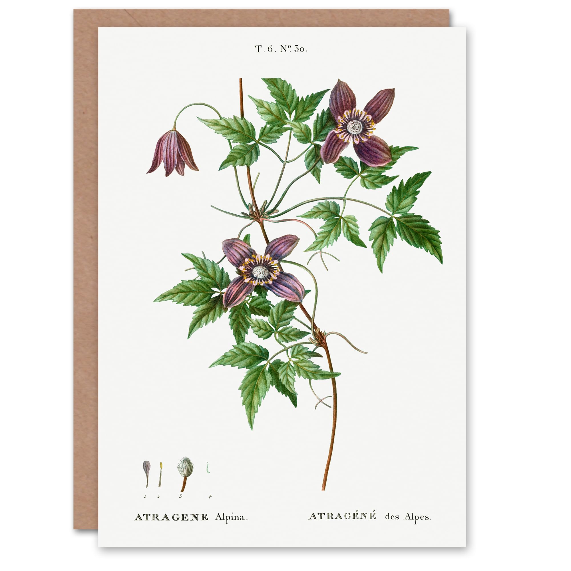 Artery8 Pierre-Joseph Redouté Art Card Alpine Clematis Flower