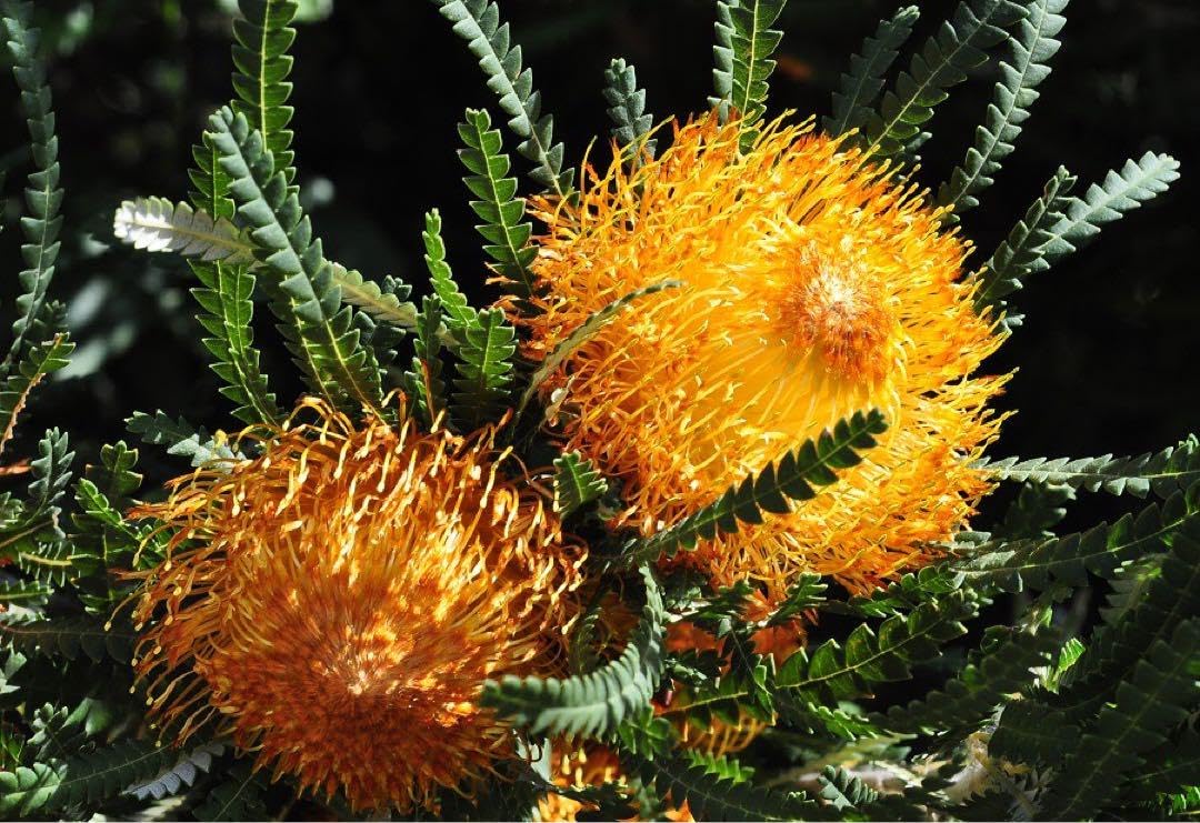 よ*い様 バンクシア・フォルモサ　Banksia formosa 苗 Banksia formosa (syn. – Dryandra formosa) - The Ruth Bancroft