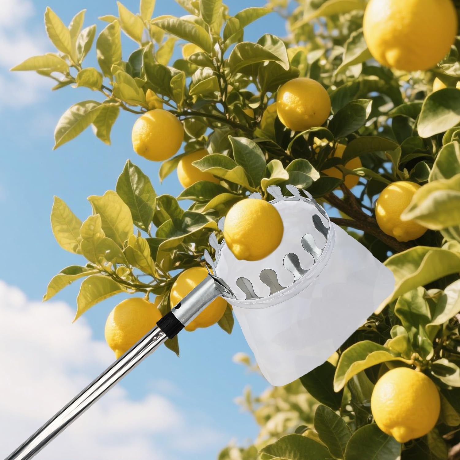 4.2M Obstpflücker mit Teleskopstiel, Apfelpflücker, Kirschenpflücker für Kirschen, Pflaumenpflücker mit 2 Baumwollbeutel Diameter 16 cm, Obstpflücker für Ernteernte Apfel Zitrus Birnen