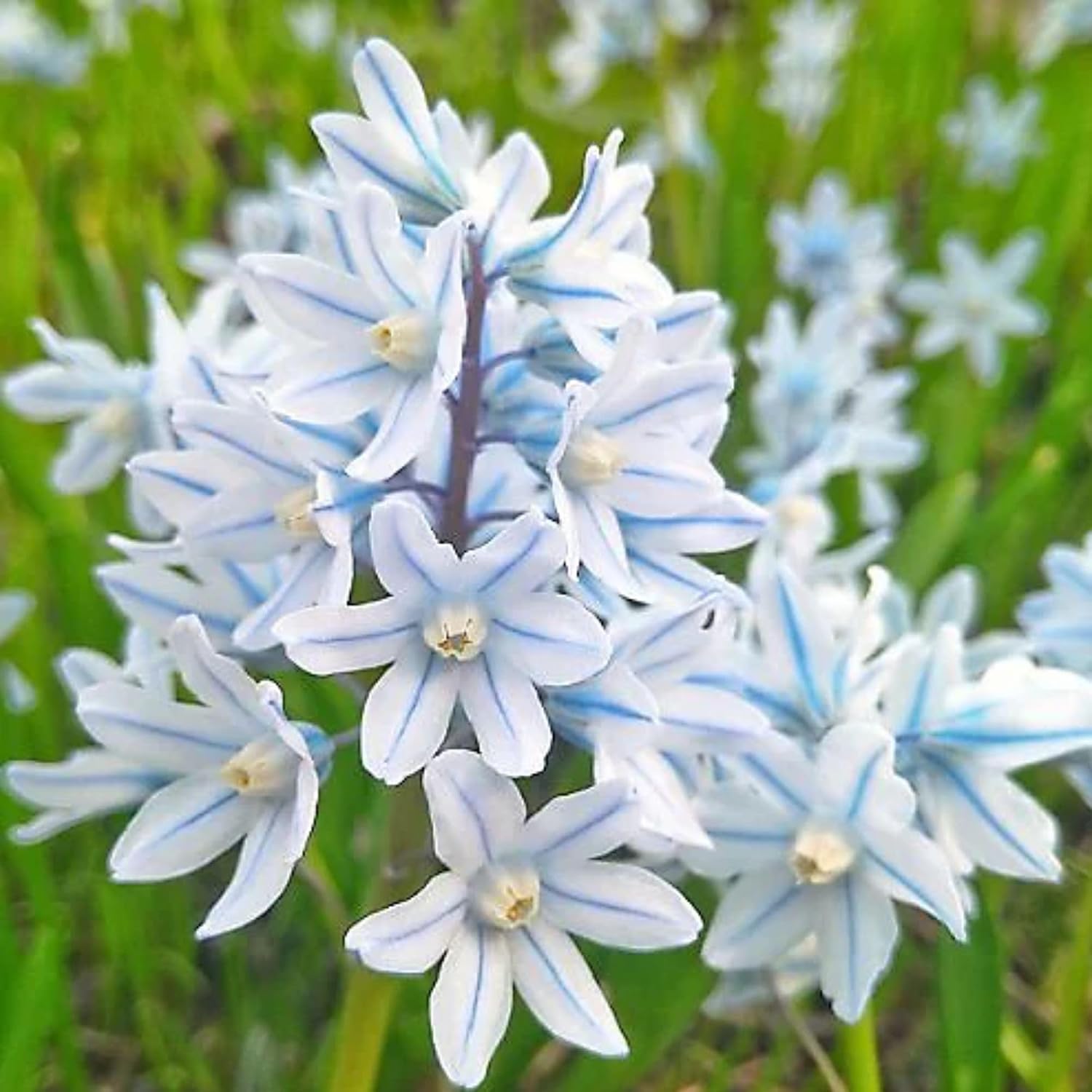 Puschkinia libanotica Striped Squill Bulbs – Top-Size Puschkinia scilloides Bulbs for Fall Planting | Fragrant Blue-and-White Flowers, Great for Rock Gardens, Deer Resistant, Zones 3-8