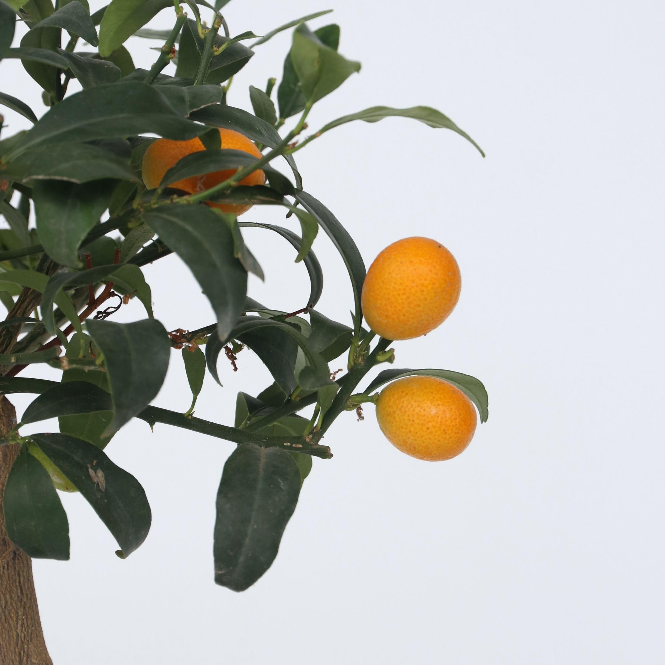 Tropictrees Crus Kumquat Fortunella - Albero di kumquat | FindTheDeal