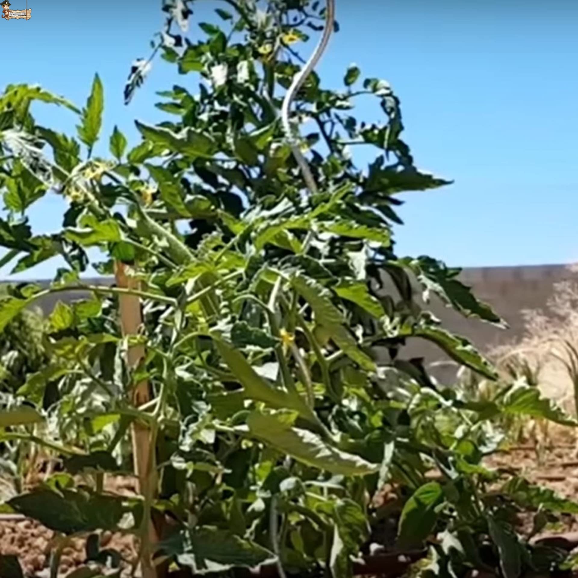 BricoLoco.com 8 uds. Tutor caña Espiral Soporte Plantas. Varilla Especial para entutorar Tomates, tomateras, trepadoras. Maceta o huerto. 1,80 Metros de Altura. (8)