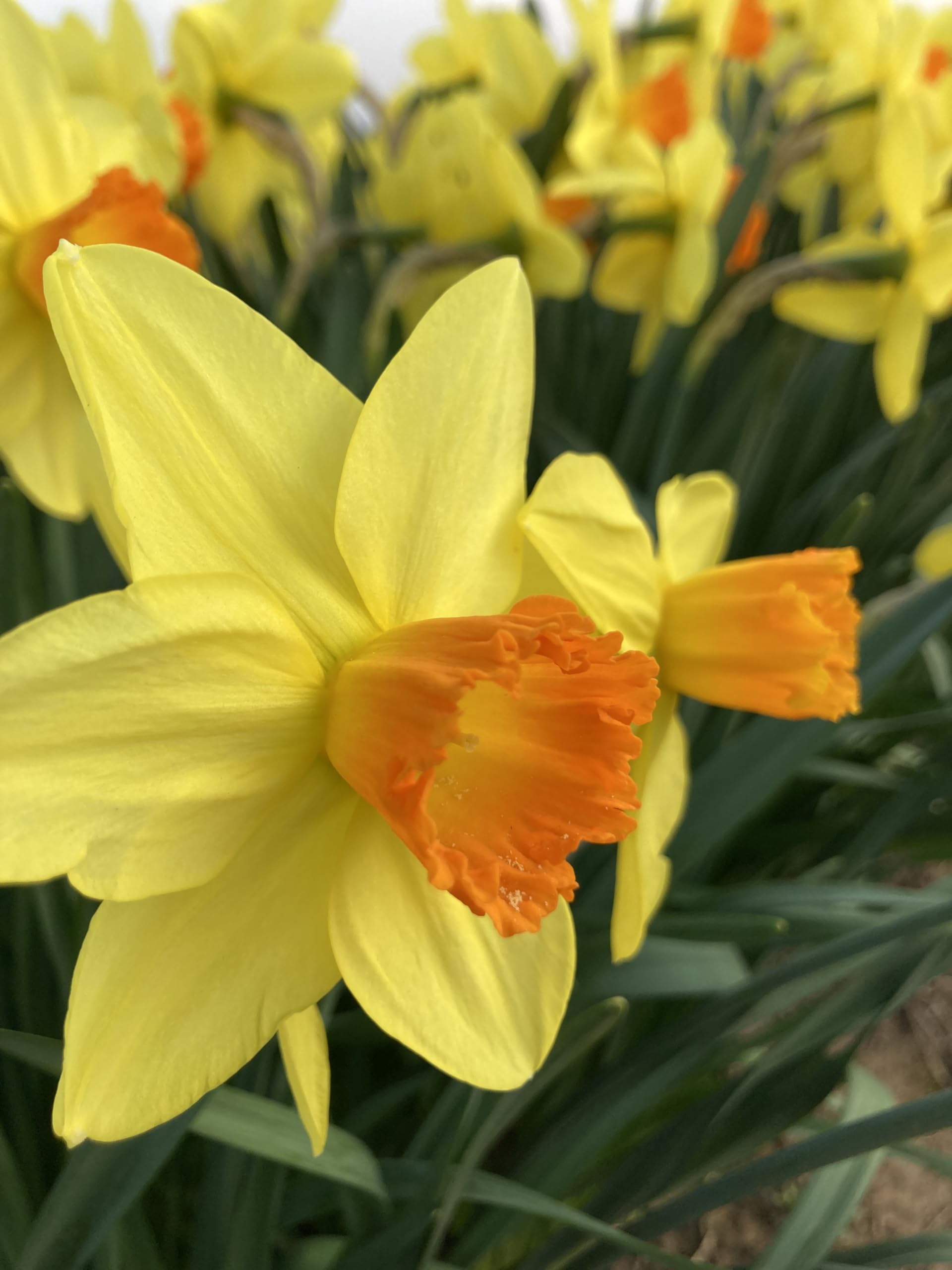 20 Bulbs of Daffodil (Red Devon) Includes Postage