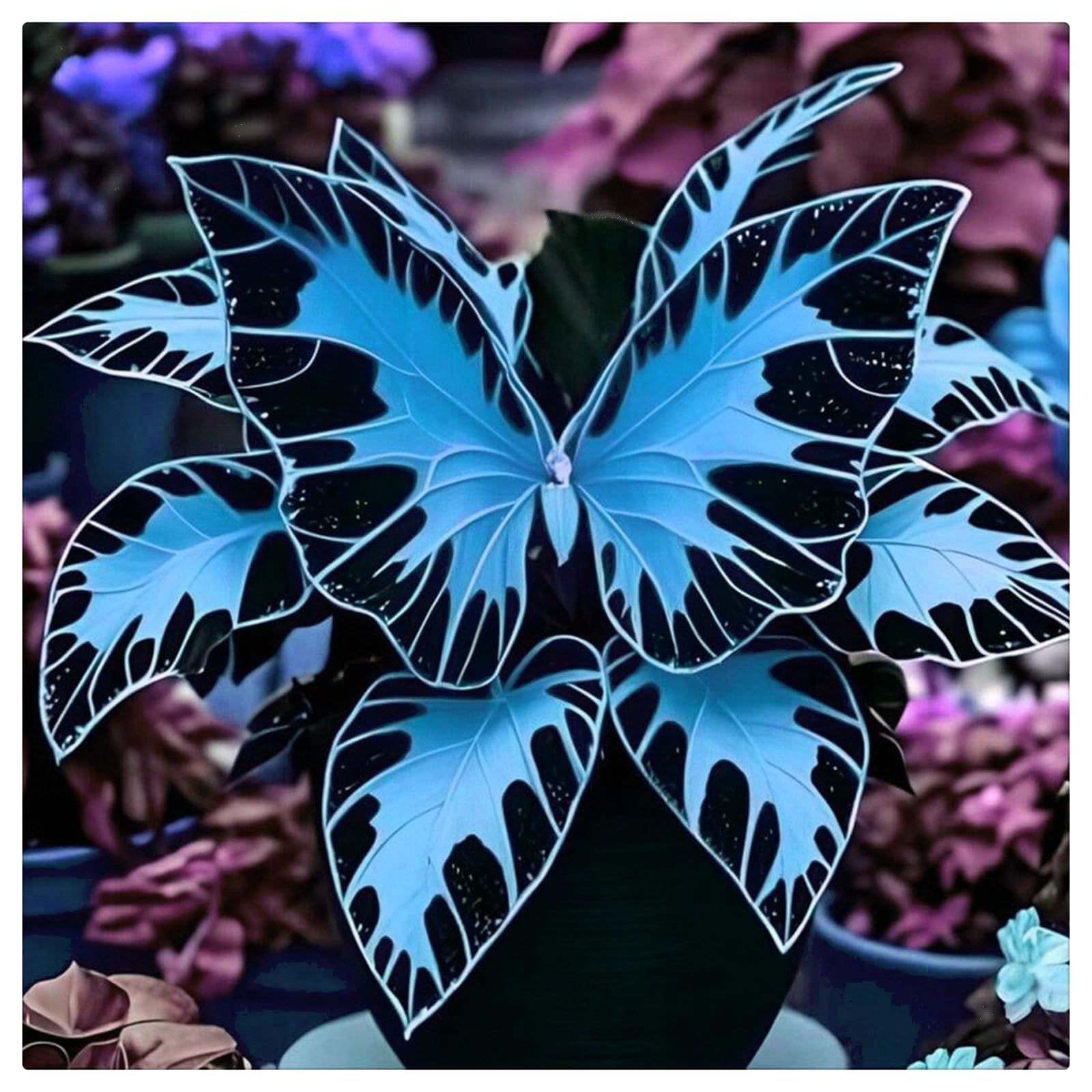 Brilliant Midnight Blue Hostas-Hosta Plants for Sale,Ornamental,Wedding Flowers,Perennial,Vibrant Hosta Bulbs Live,Hardy.-4bulbs-j
