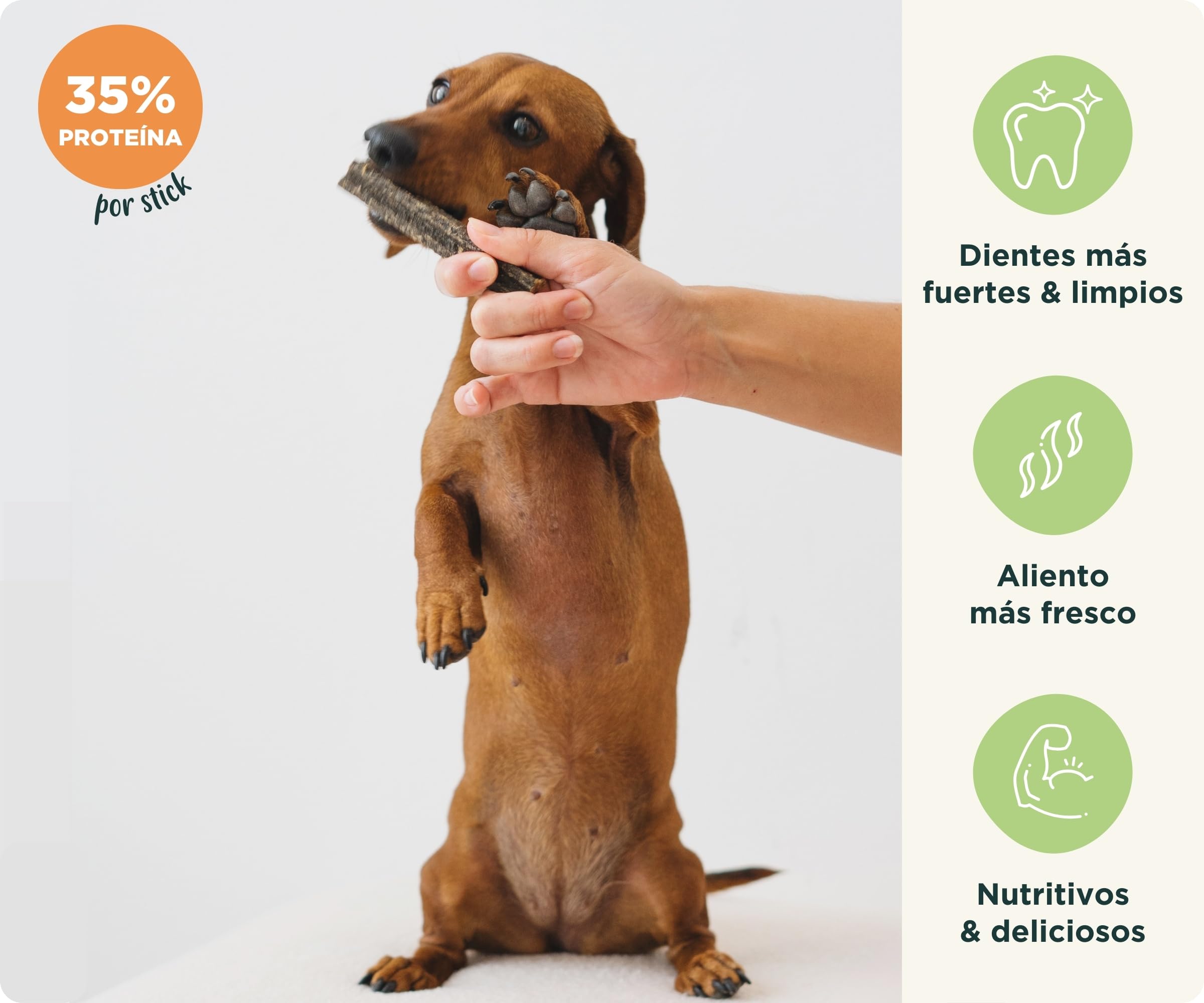 Wolf Belly - Stick Dental Perro Natural (28 uds) 93% Pavo y Menta sin Cereales | Higiene Dental & Aliento Fresco | Textura Resistente | Delicioso Sabor Carne | Rico en Proteínas - Producido en Europa