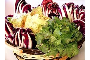 Italian Radicchio Endive Chicory Mix Seeds 500ct
