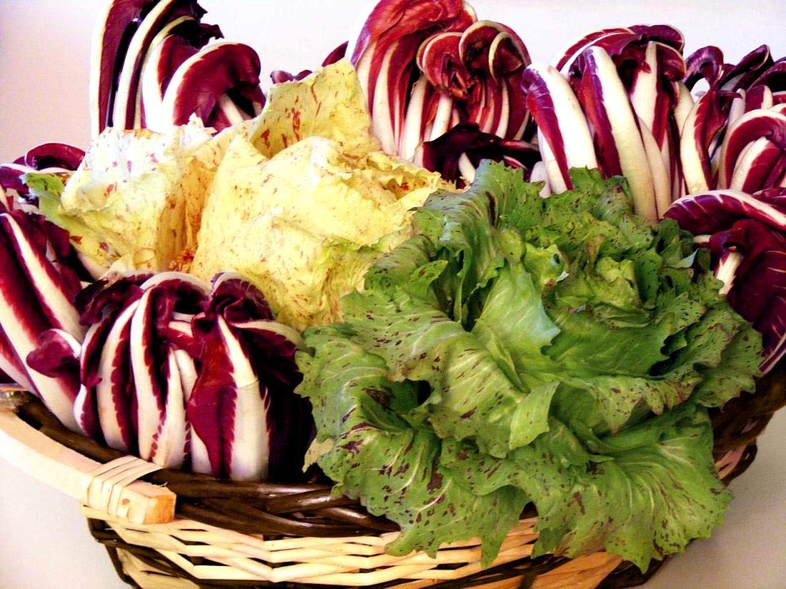 Italian Radicchio and Endive Chicory Mix Seeds for Planting About 500 Seeds