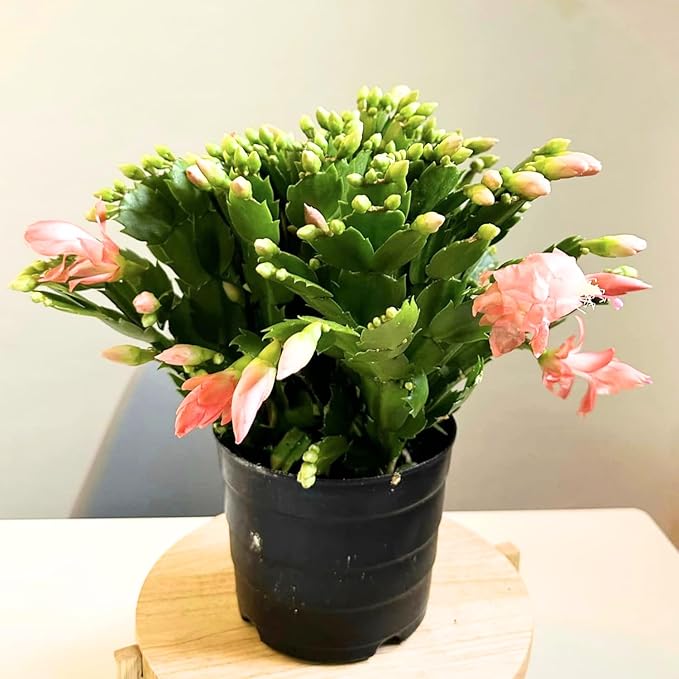 Christmas Cactus Plant, Cactus Tree, Live Christmas Cactus
