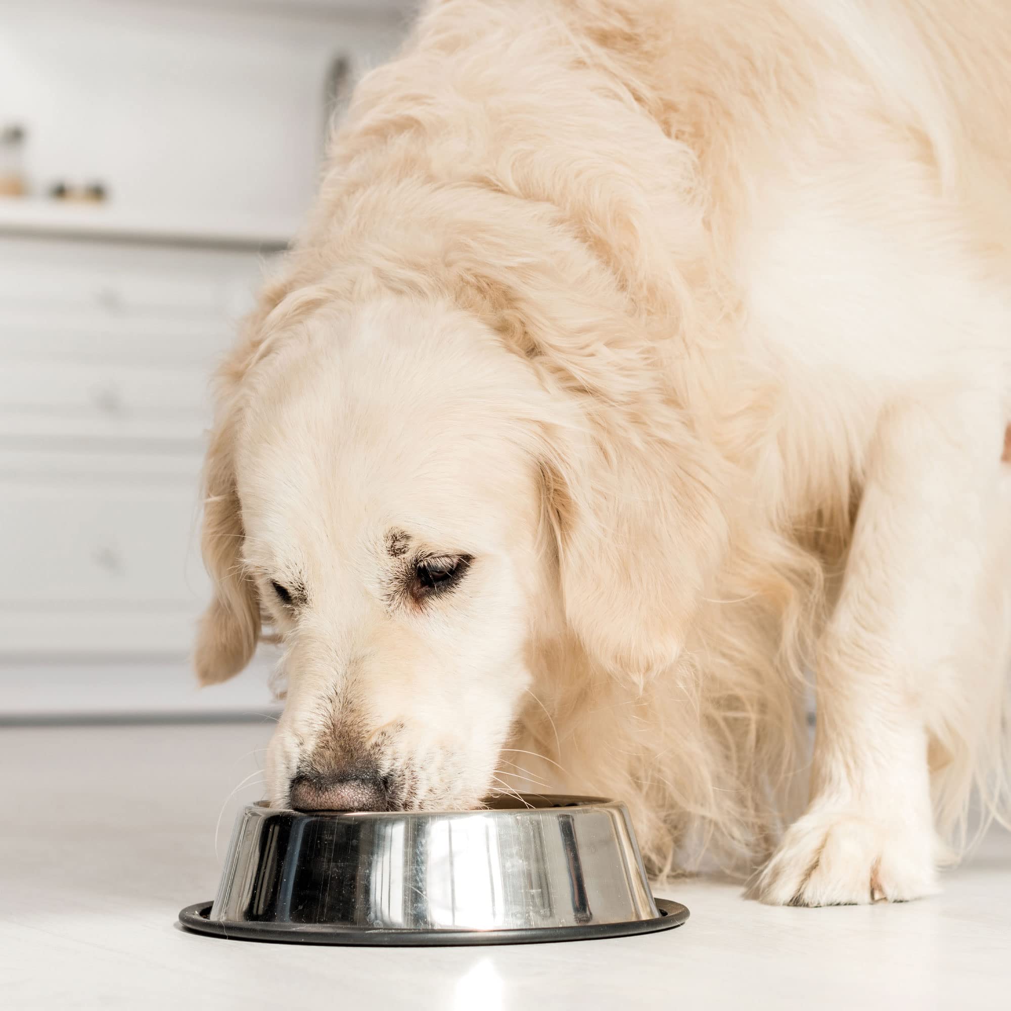Schecker Hundefutter – Nierenschonkost Mit Lamm, Eiweißreduziert Für Hunde Mit Nierenproblemen, 1,5 Kg, Unterstützt Die Nierenfunktion