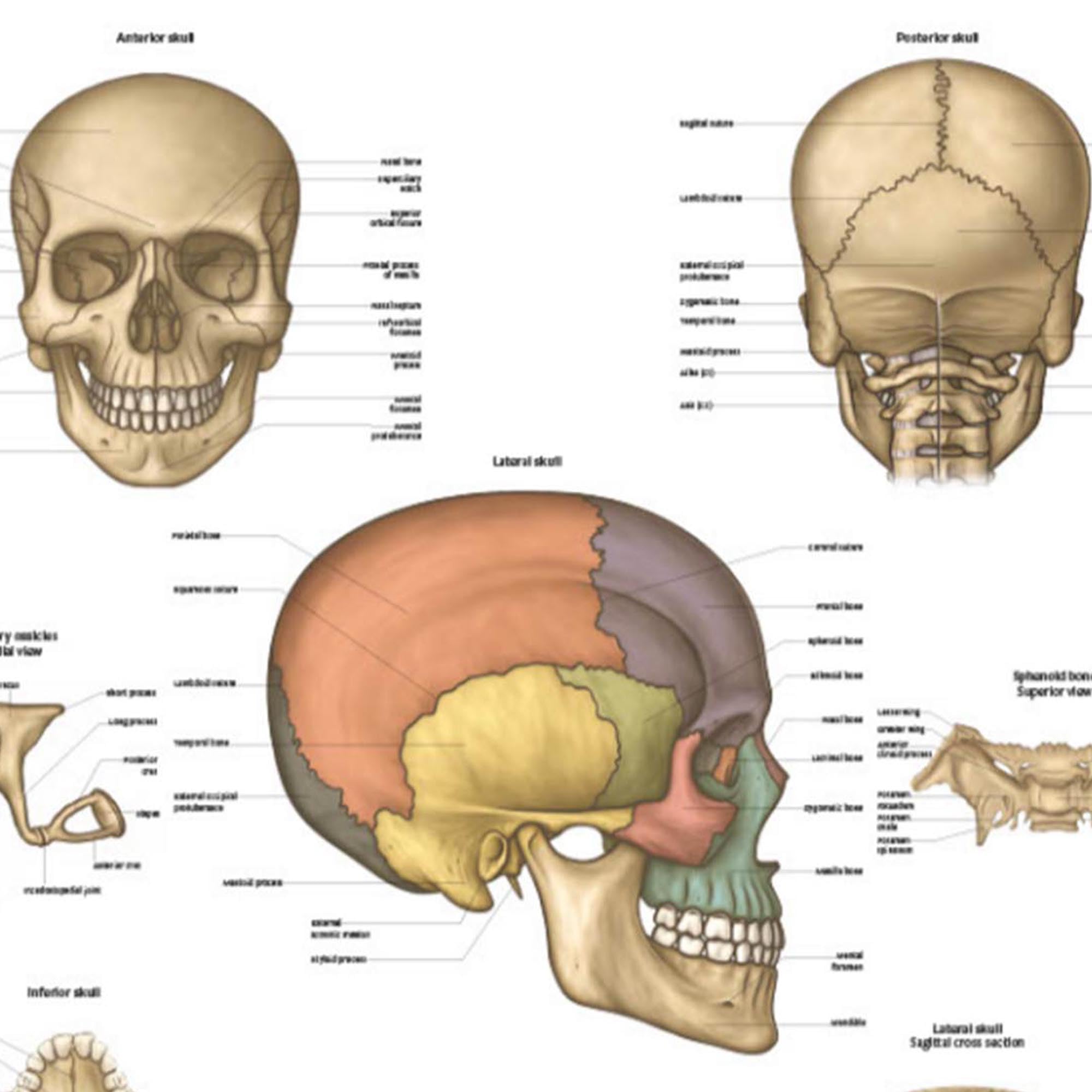 Anatomy Lab Human Skull Anatomy Poster, LAMINATED, Anatomy and Physiology, 17.3 x 22.5 Inches, Organ Diagram, Anatomical Chart for Education Learning and Students