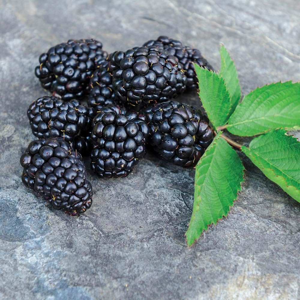 GURNEY'S Heaven Can Wait BlackBerry Bush Starter Fruit