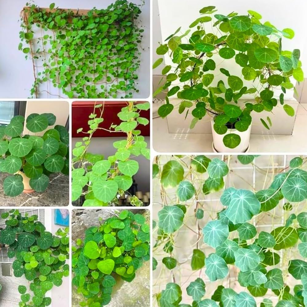 Medium (M Size) Stephania Cephalantha Plant Caudex Bulb, 2.5-3" Rare Unique Succulent with No Hair Roots, Home Decor, Houseplant, Cold Hardy