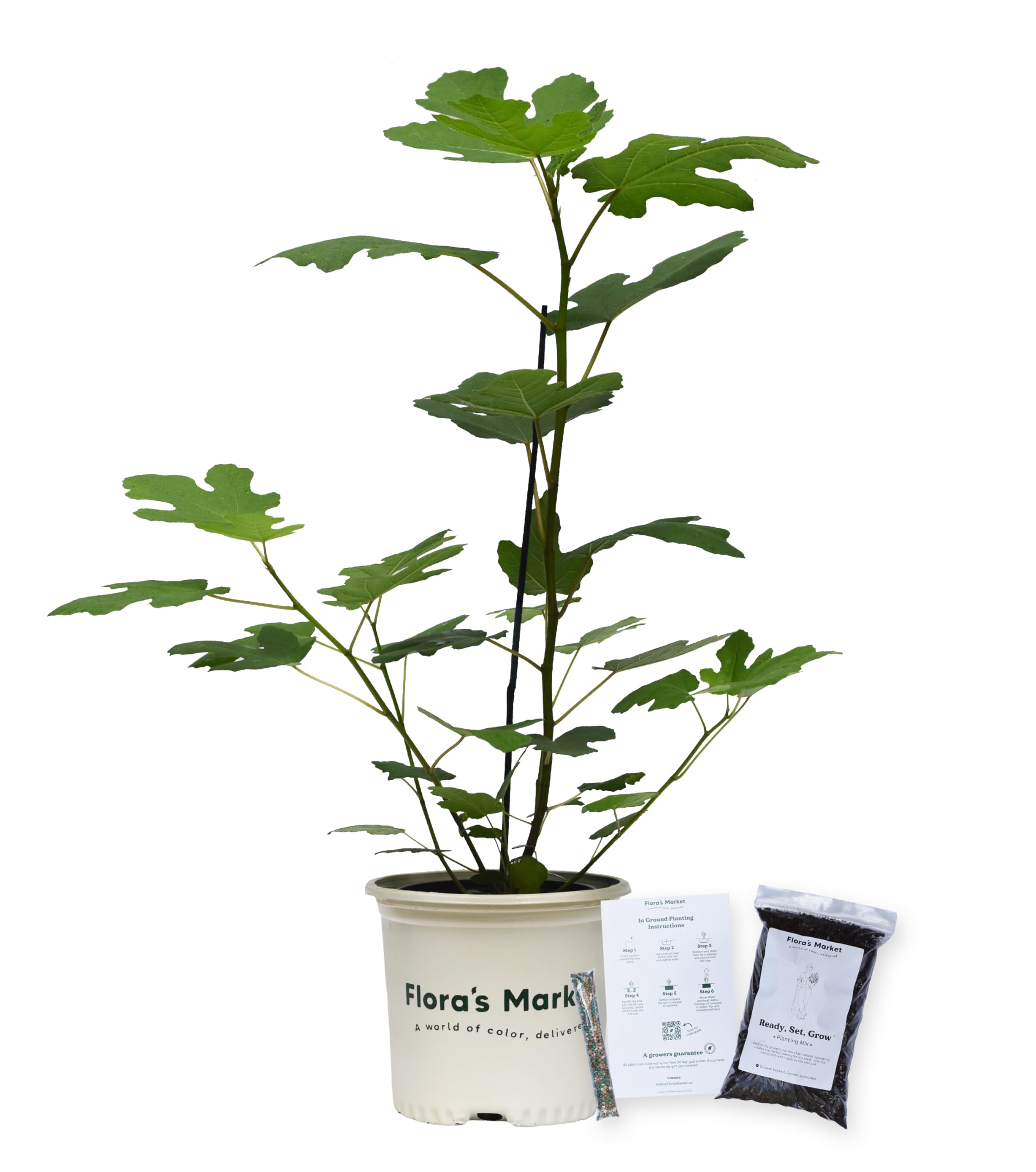 Chicago Hardy Fig with Planting Kit 1 Gallon