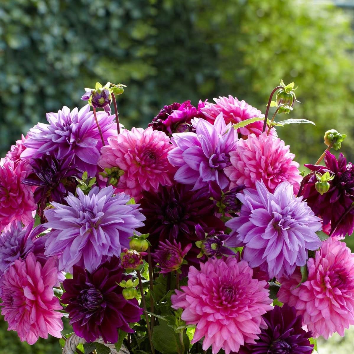 Amazon.com : Votaniki Dahlia Lavender Blush Mix Tuber - Perennial