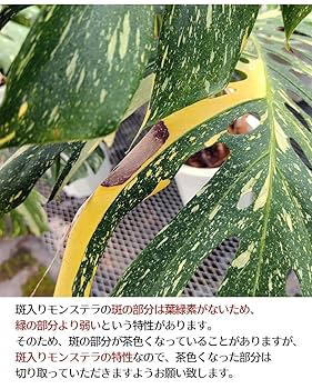Amazon｜ハッピーガーデン 観葉植物 大型 珍しい 斑入り