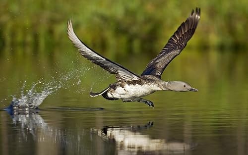 Angel Uc AUCAMAZON.VISORIMAGENES.BEAUTIFULPICS Beautiful Cute Live Wallpapers thumb #6