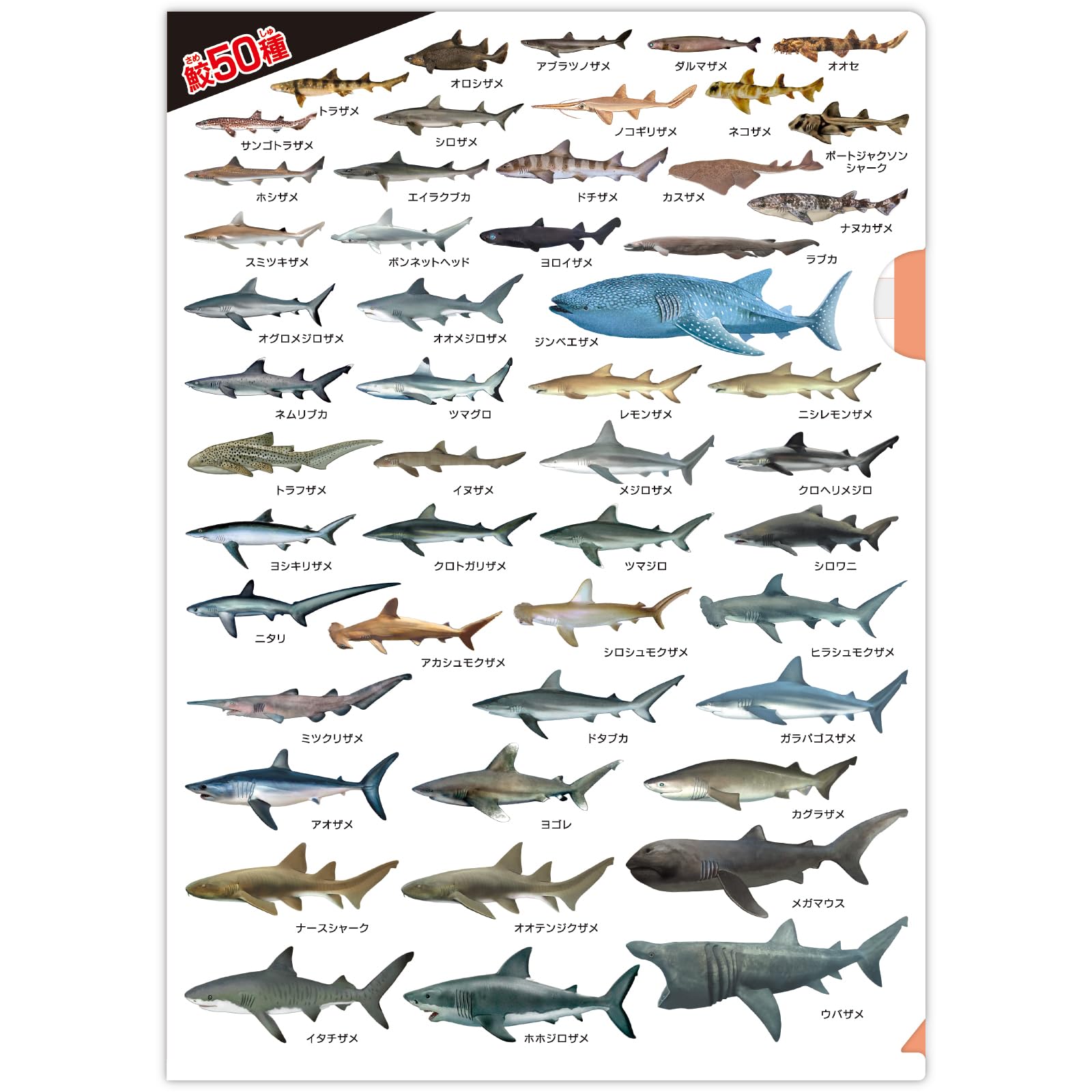 サメ Amazon.co.jp: ザ・アクセス クリアファイル 鮫 大全 水族館 A4