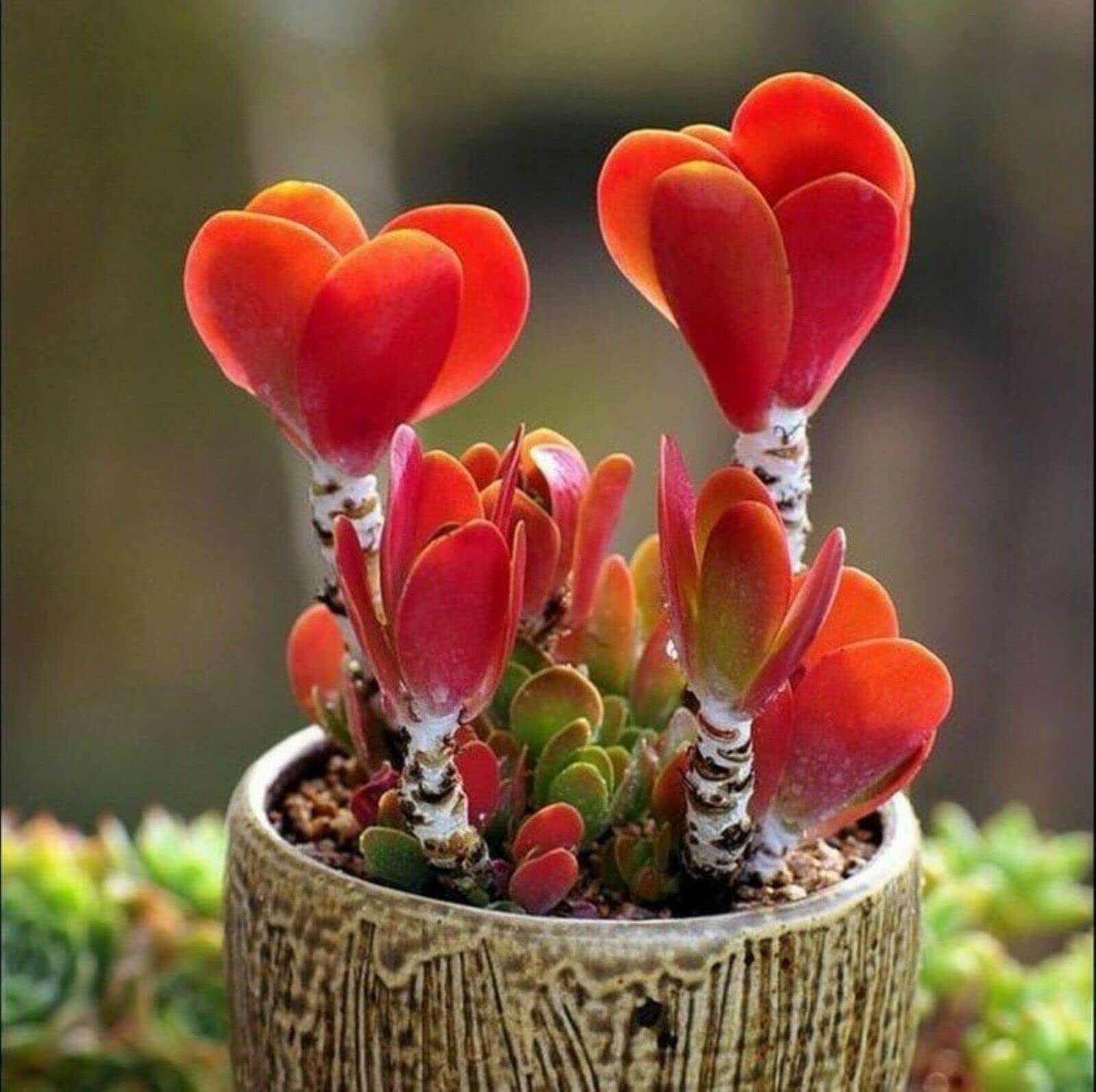 Srushti Traders Colorful Echeveria💕 Mix Rare Exotic Succulent Hen Chicks Succulent Seed-image-44