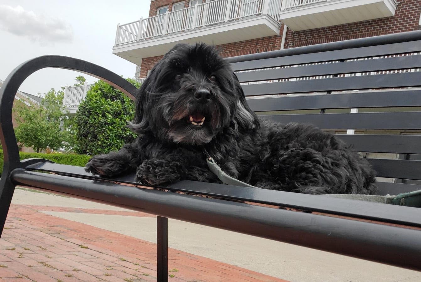 Blue Buffalo Life Protection Formula Adult Dry Dog Food, Chicken & Brown Rice Recipe, Made with Natural Ingredients, Helps Build and Maintain Strong Muscles, 15-lb. Bag photo review