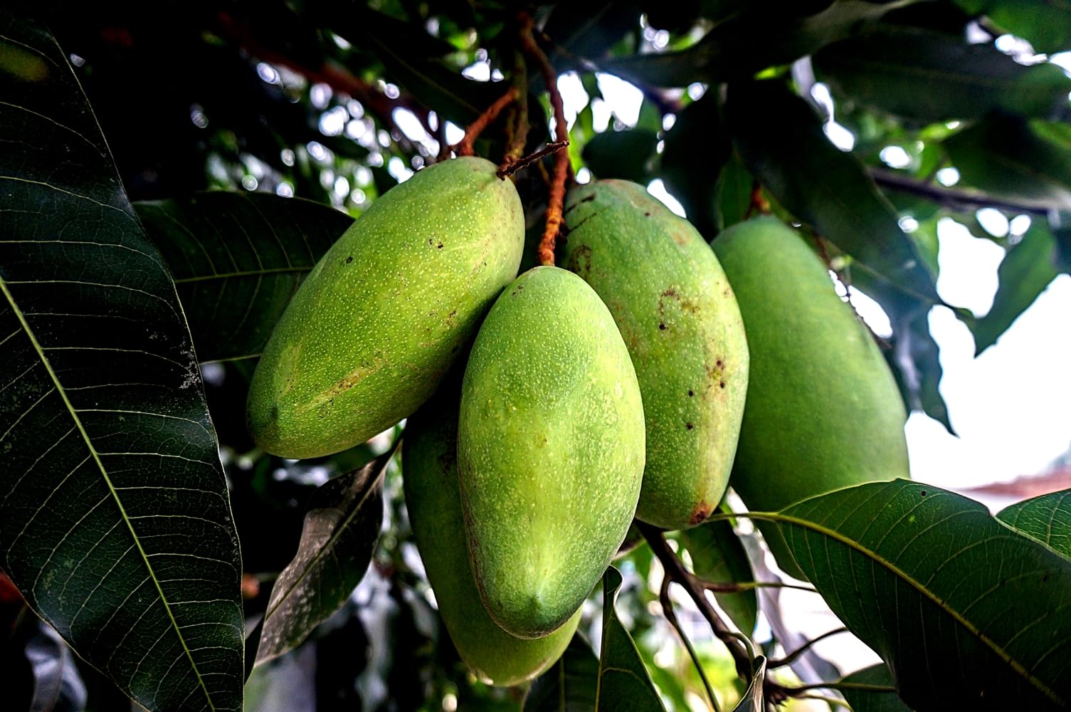 Planta de Mango, arbol de variedad injertado. 90-100 Cm. Muy Productivo cosecha tras cosecha. Plantar un Mango aporta sombra, frutos nutritivos, oxígeno. Segura Garden