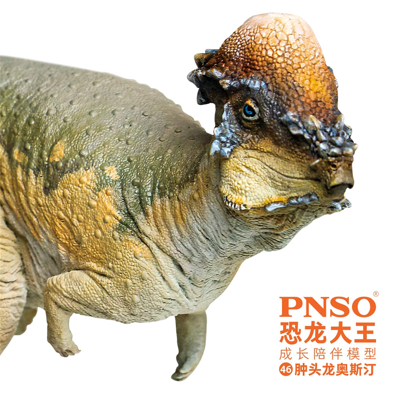 Amazon | PNSO 成長シリーズ 46 パキケファロサウルス 恐竜 フィギュア