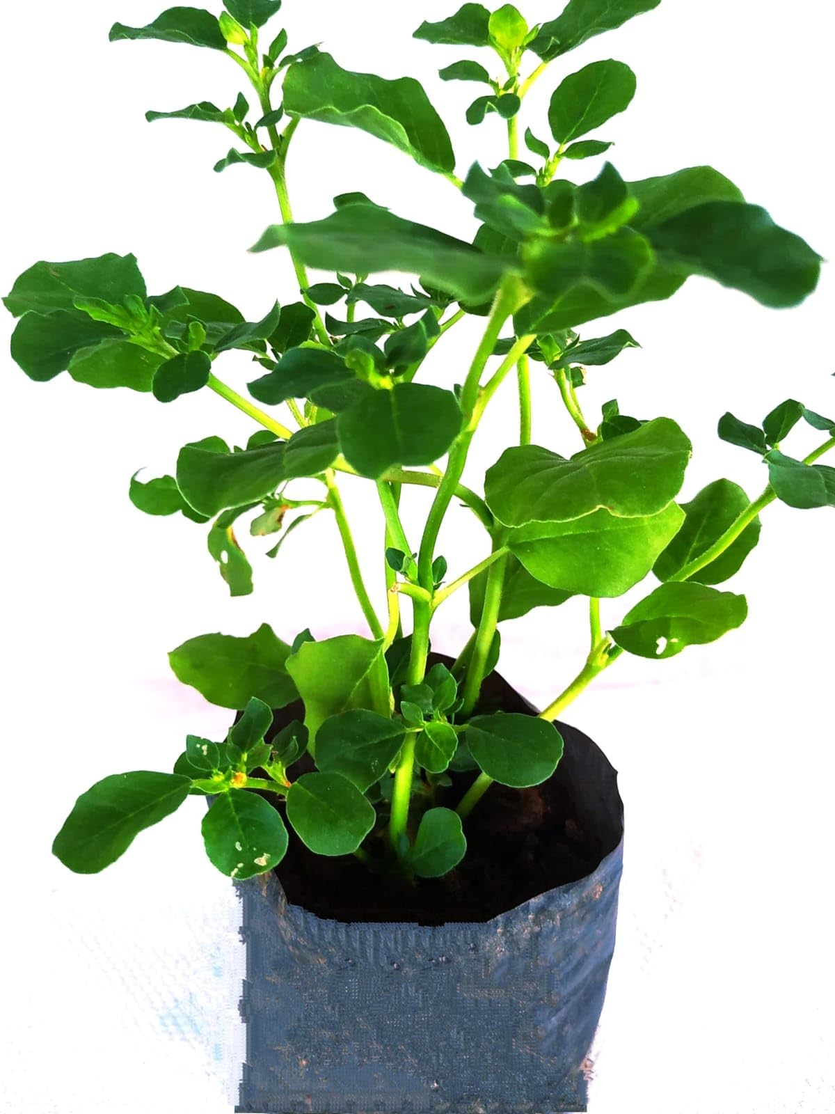 Live Punarnava Plant (Boerhavia diffusa), Medicinal Herb, for Home Garden,Local Name: Punarnava/Spreading HogweedScientific Name: Boerhavia diffusaPlant Type: Perennial Medicinal Herb NK GARDNERS-image-41