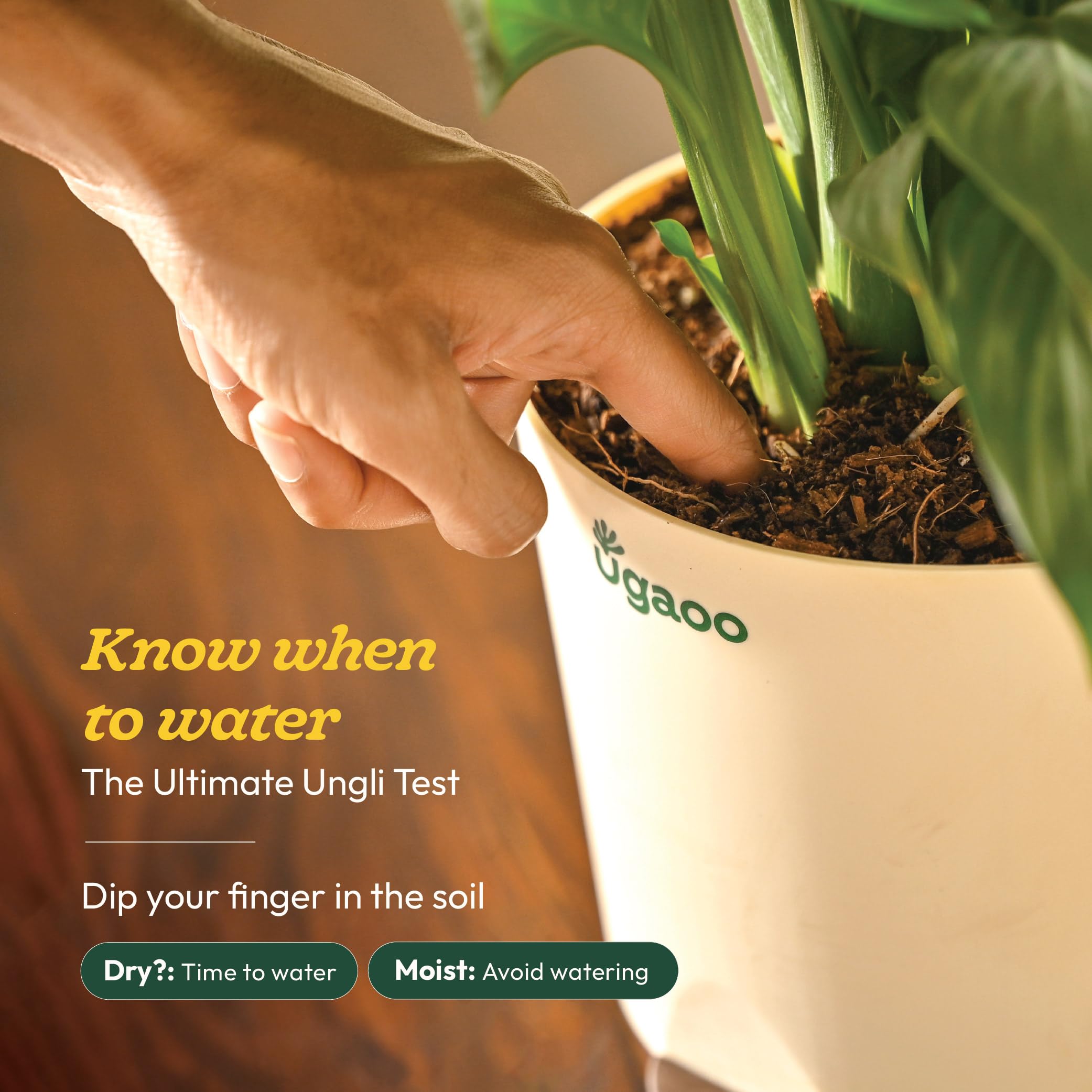 Philodendron Broken Heart Plant - Live & Easy Care -7