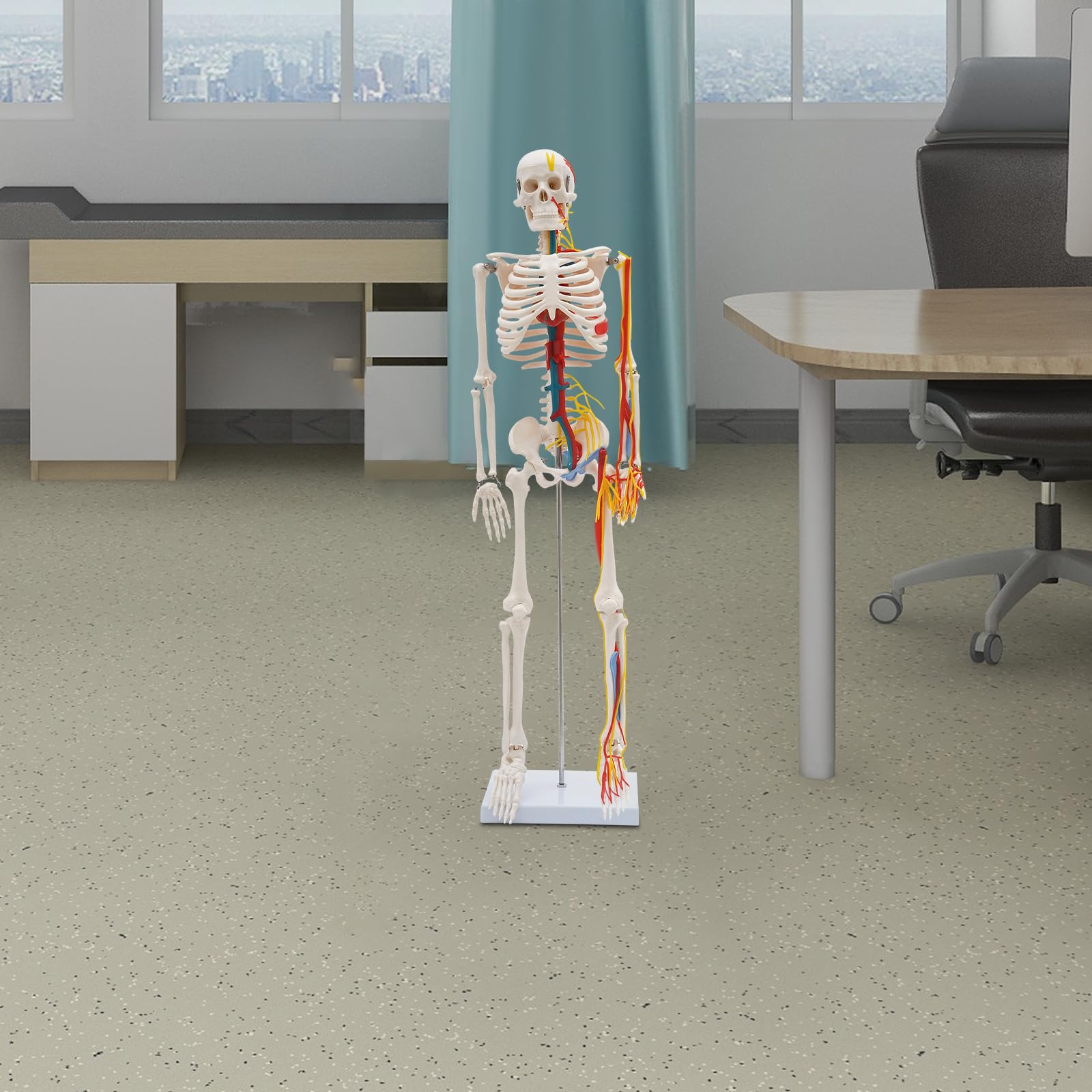 85 cm di altezza, modello di uno scheletro umano in PVC, modello scheletro umano con strutture neurovascolari, modelli di anatomia umana in posizione eretta, per studio e esposizione