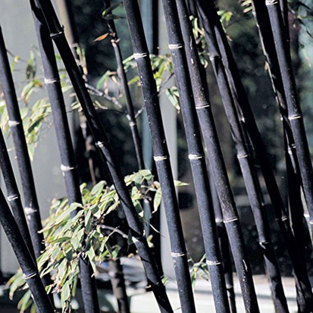 Phyllostachys nigra  Schwarzer Bambus  100 Samen : Amazon.de: Garten