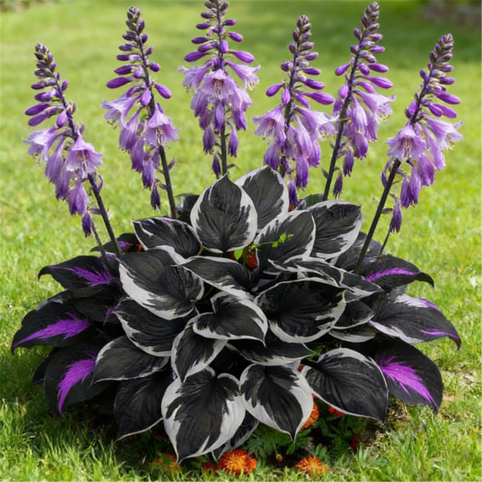 Bare Root Hosta Mixed Seedlings, Many Colors, Fast-Growing, Perfect for Shady Gardens and Flower Bed Edges/that Grow Fast/Golden Jade Carving-6 Roots-Mossiano