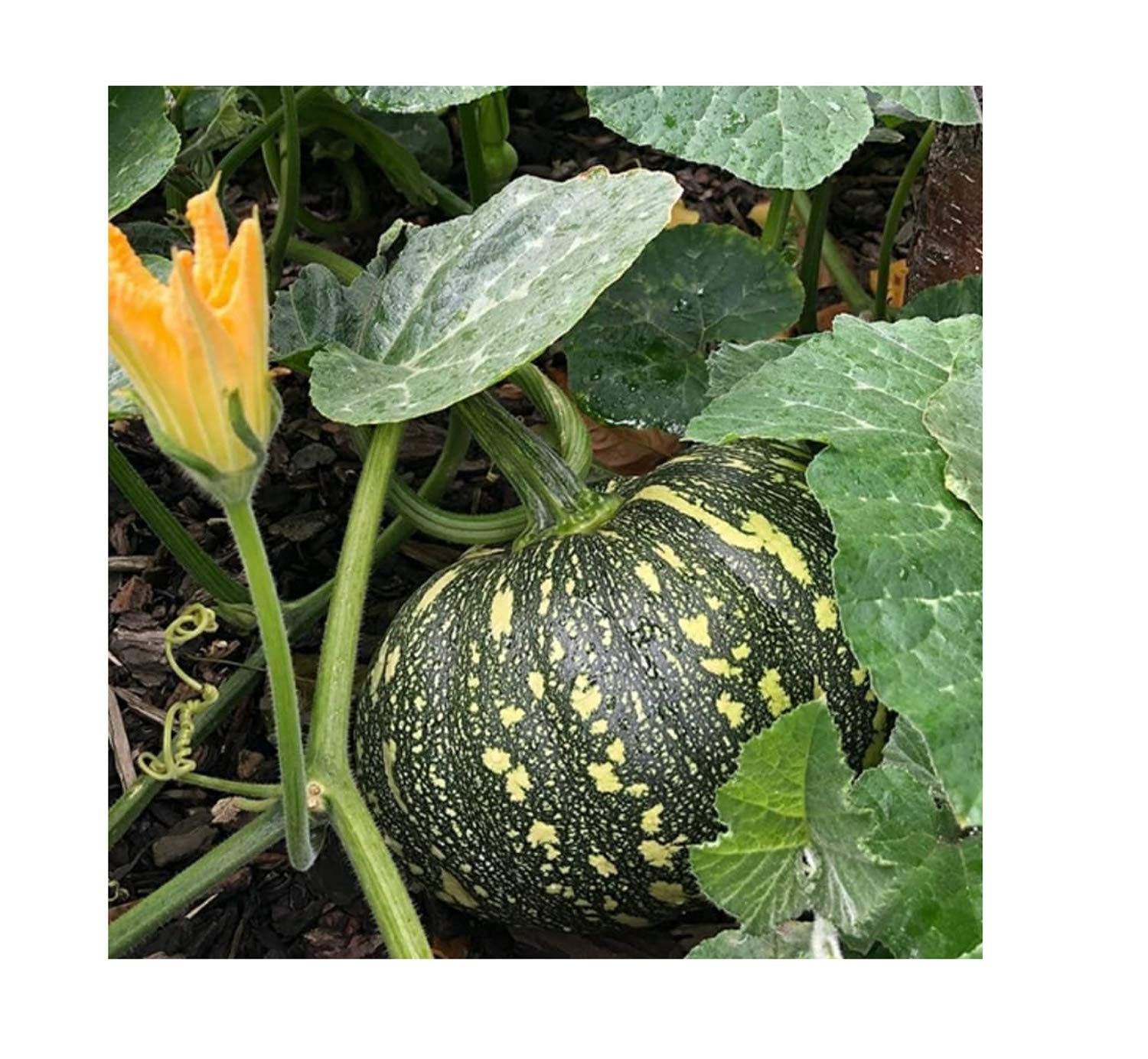 Healthy harvest Pumpkin Kaddu Winter Squash Vegetable organic Home garden hybrid Seeds FOR Planting Agriculture (B08F3KLTDJ) Amazon Price History, Amazon Price Tracker