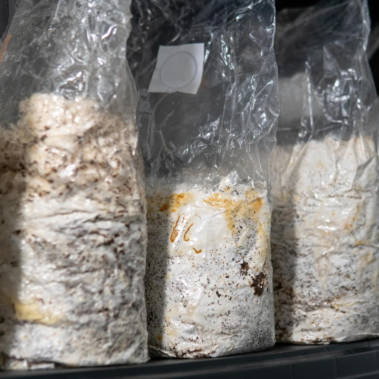 SWAWIS Lot de 50 sacs de culture de champignons - 25 x 50 cm - Avec filtre - Sac de culture de champignons - Sac de culture de champignons - Résistant à la déchirure et solide - Accessoire de culture