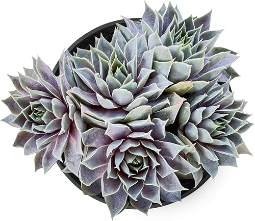 Sprout N Green Sempervivum 'Grey Lady', suculenta viva totalmente arraigada en maceta de inicio de 4 pulgadas, planta de casa para interiores y