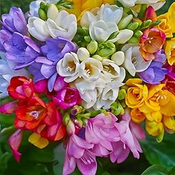 FRESIE Bulbs | Bulbs From Top Dutch Manufacturers | Exclusive Selection and Quality Control | Guaranteed Flowering (15 Double Flower Freesia MIX)
