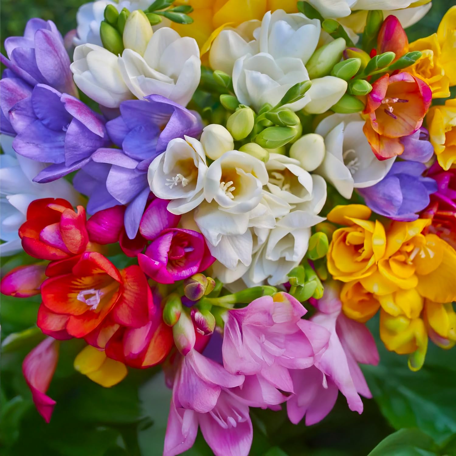 FRESIE Bulbs | Bulbs From Top Dutch Manufacturers | Exclusive Selection and Quality Control | Guaranteed Flowering (15 Double Flower Freesia MIX)