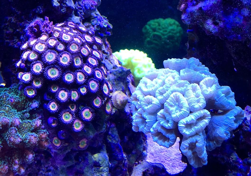 coralSLover Live Saltwater Coral Frag - High End Zoanthids Pack 7 Corals, Large Heads