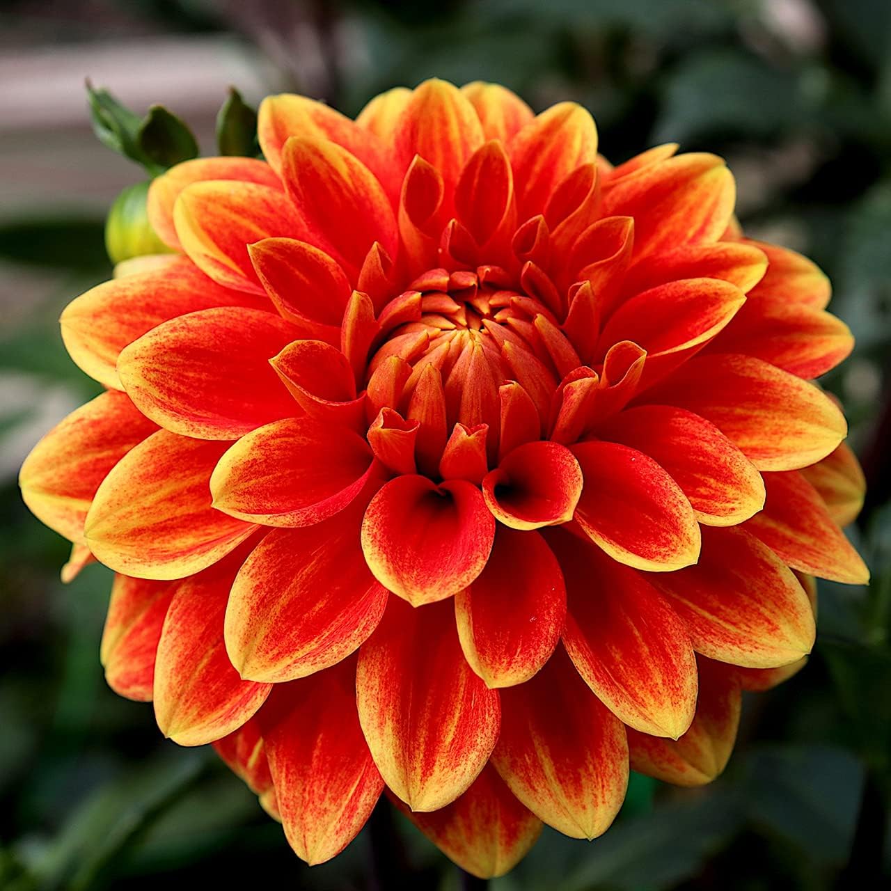 ダリアの種 初心者は生き残りやすい 家の装飾 植える価値がある 成長しやすい 高い発芽率 庭に必要なサプリメント 240個ダリアの種 好評受付中 赤 絶妙な切り花