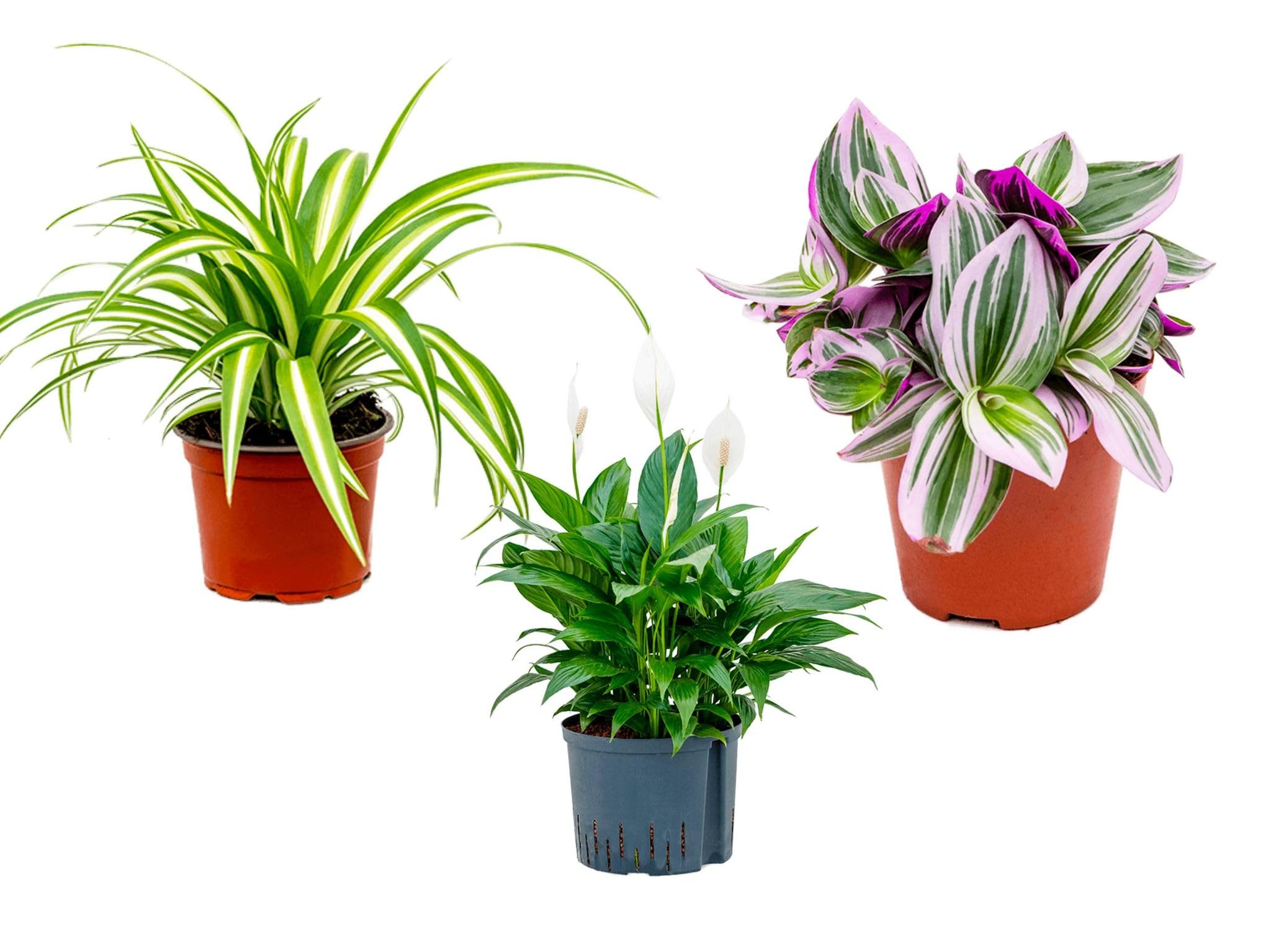 3 x Air Purifying Plants Spider Plant Chlorophytum, Spathiphyllum Peace Lily, Tradescantia albiflora Nanouk in 10-12 cm pots