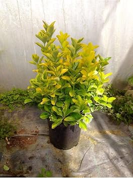 serada decor & plant Gold Taflan, 10 Adet, B y k Boy 40-50 cm, Sar