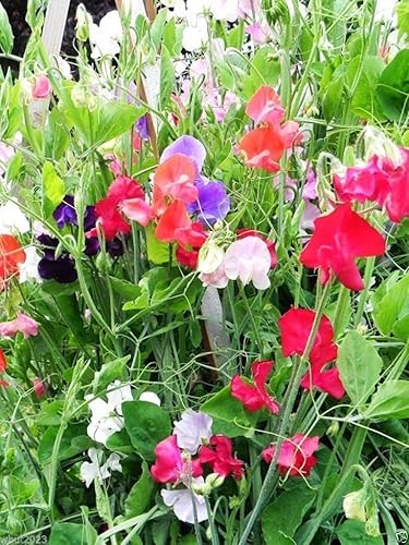 Guisantes dulces perennes (100 semillas) - Mezcla, conocida como vid de guisantes eternos