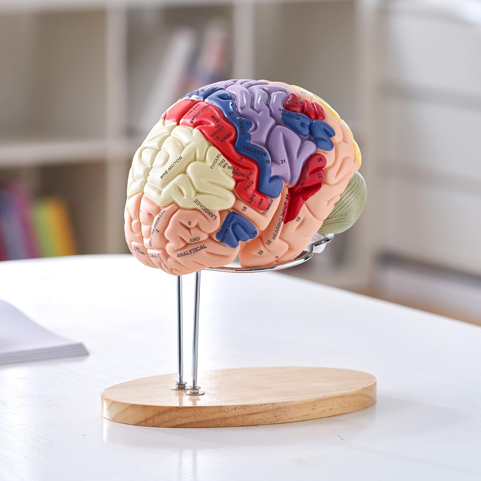 Realistyczny model ludzkiego mózgu - 4-częściowy magnetyczny, odłączany model anatomii z 131 częściami z etykietami do nauki neuronauki - zawiera instrukcję w języku angielskim