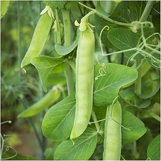 Seed Needs, 150+ Sugar Sprint Snap Pea Seeds (Pisum sativum) Heirloom Vegetable Snap Peas Non-GMO Bulk