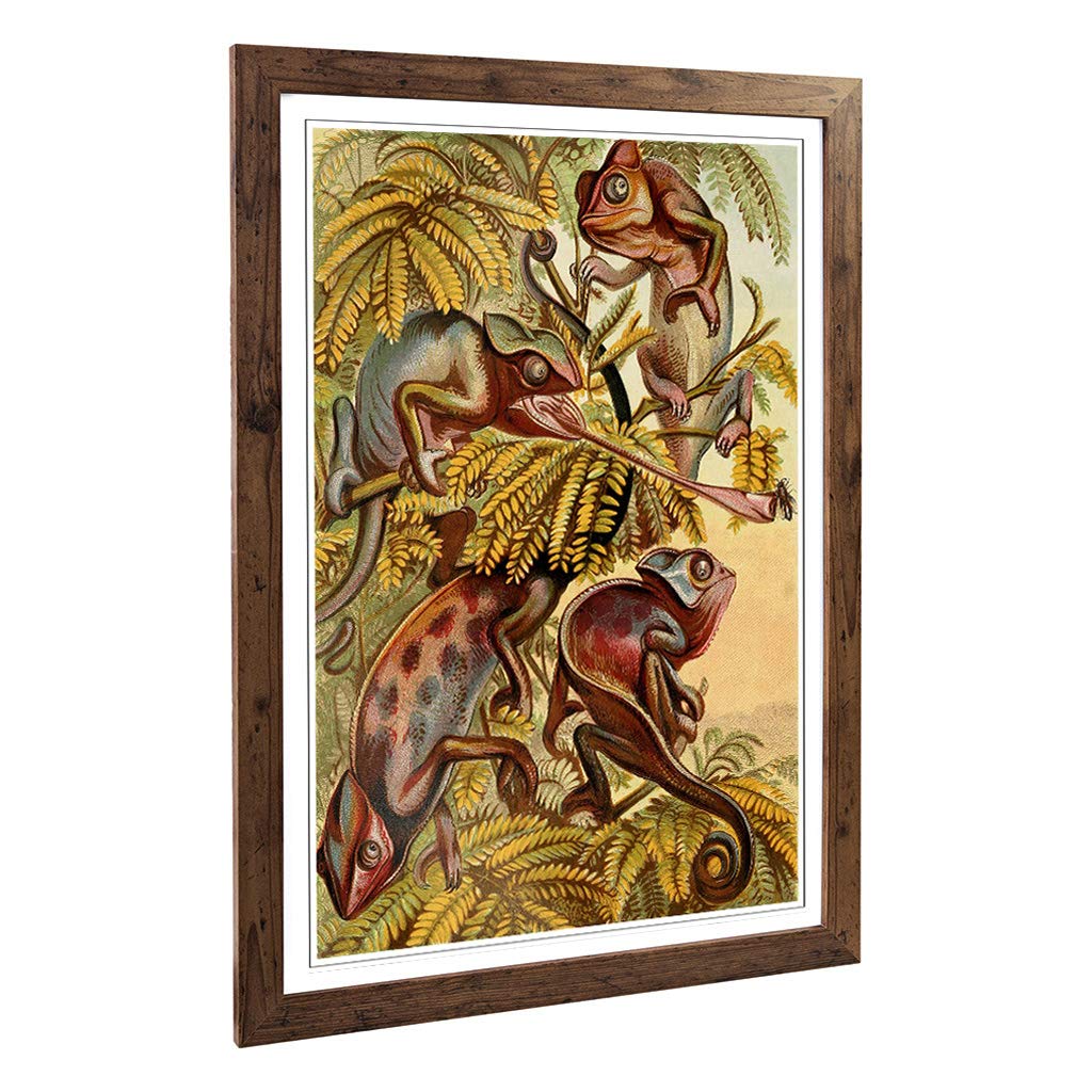 Big Box Art Framed Print of Vintage Natural History Chameleons Design | Wall Art Picture | Home Decor for Kitchen, Living Room, Bedroom, Hallway, Walnut, A2 / 24.5x18 Inch / 62x45cm