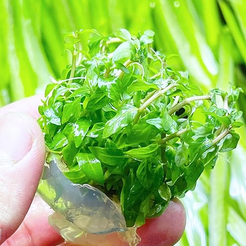 Miniatura 2 de Greenpro  Live Staurogyne Repens Porción Bolsa Cultivo de tejidos Plantas de acuario Midground para decoración de peceras