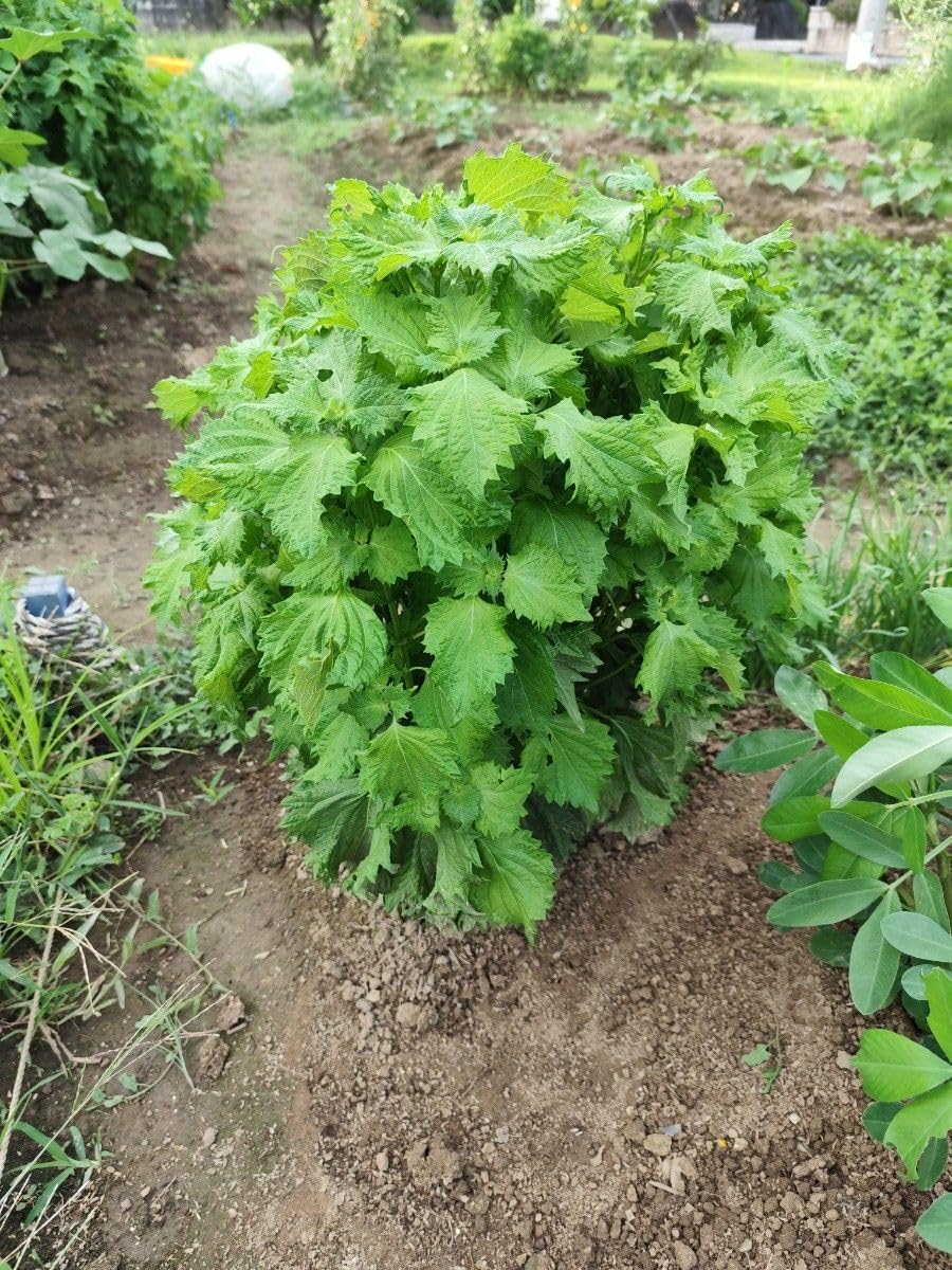 Amazon.co.jp: 青しその苗 大葉の苗 2株 無農薬 家庭菜園 : DIY・工具