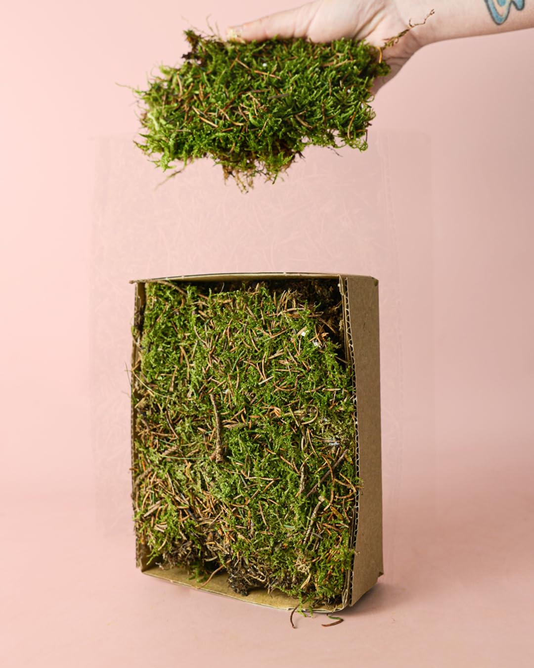 PUR PLANT Musgo Natural para Terrario Húmedo | 2 Piezas 14x19 cm Aprox. | Ideal para Kokedamas y Terrarios | Reutilizable